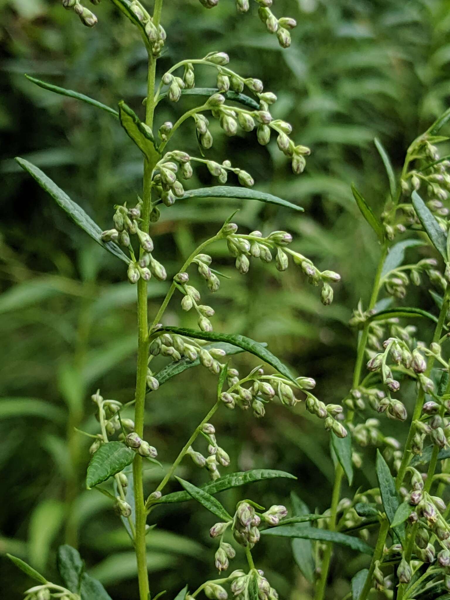 Image of sawtooth wormwood