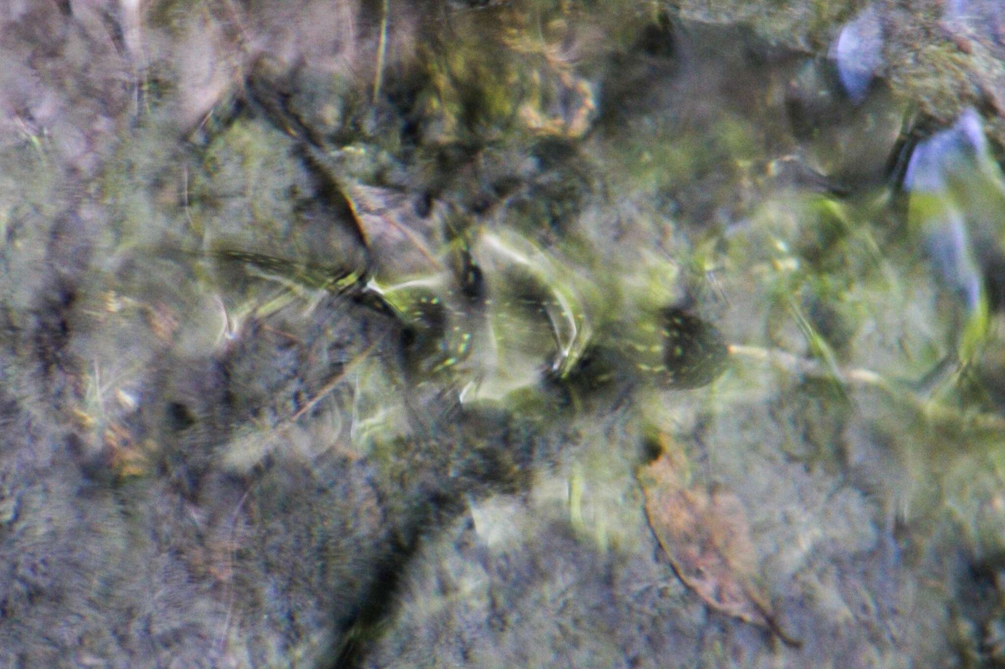 Image of Tarahumara Salamander