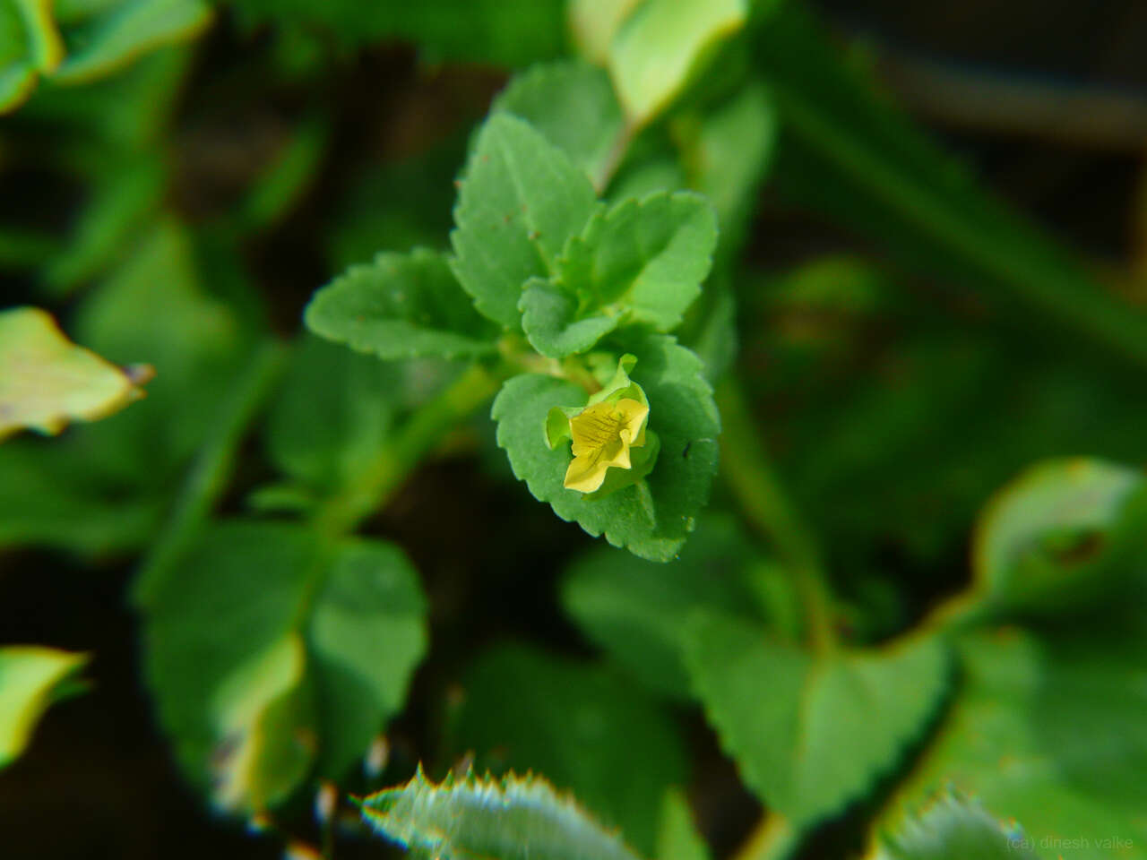 Mecardonia procumbens (Mill.) Small resmi