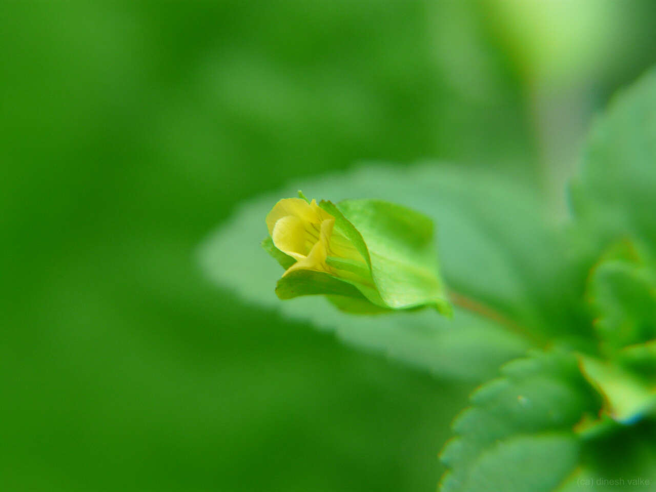 Mecardonia procumbens (Mill.) Small resmi