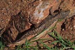 Cordylus jonesii (Boulenger 1891) resmi