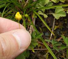 Image of Potentilla flagellaris Willd. ex Schltdl.