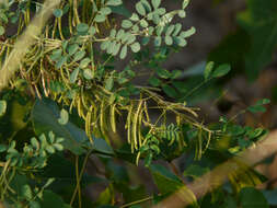 Imagem de Indigofera suffruticosa Mill.