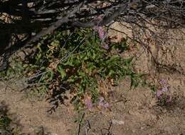 Image of Thurber's desertpeony