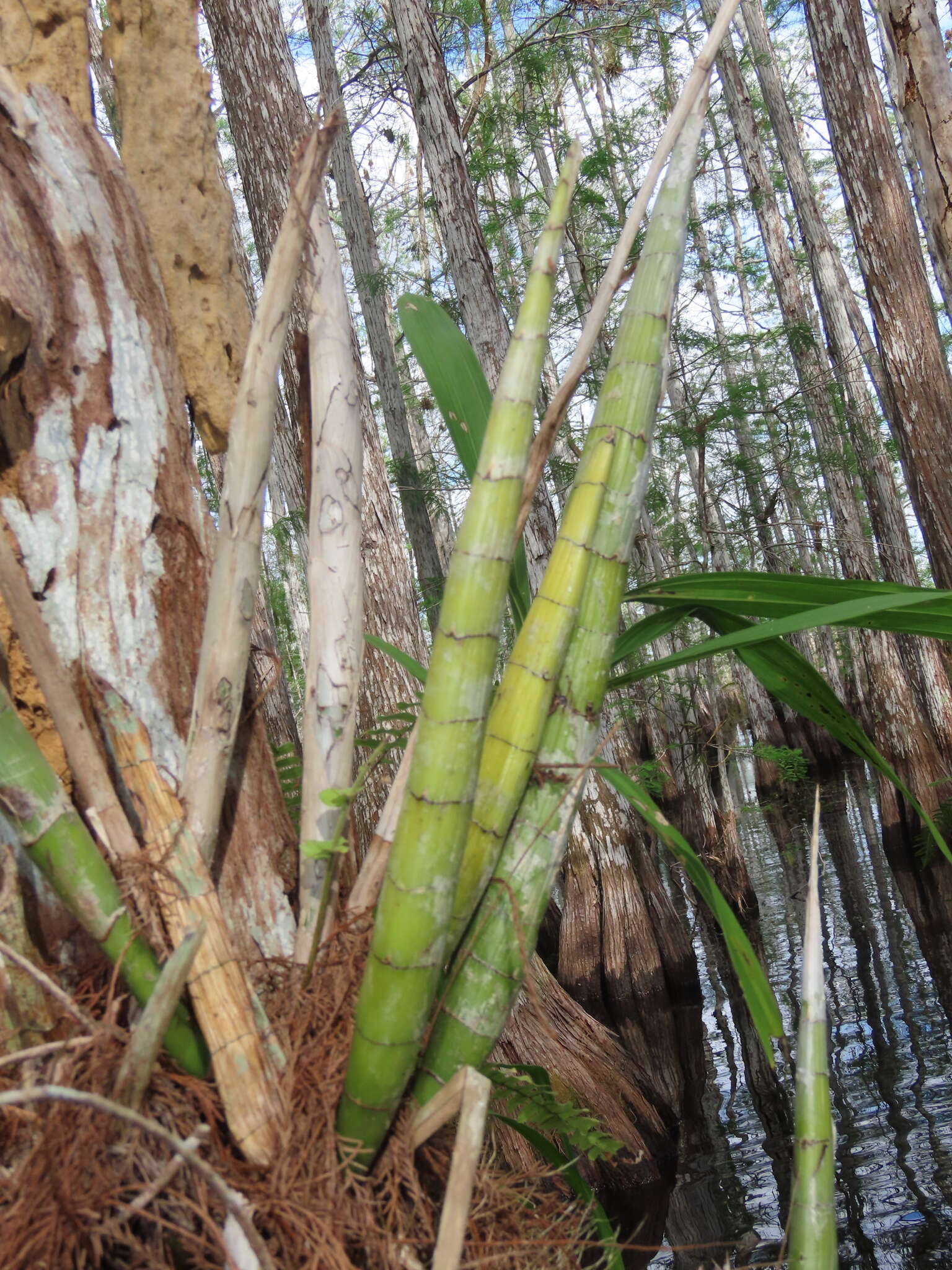 Image of cowhorn orchid