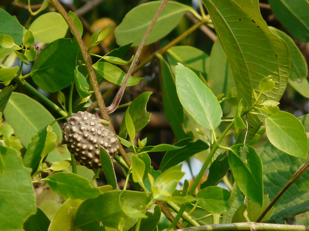 Image of air yam