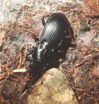 Plancia ëd Pterostichus (Cylindrocharis) rostratus (Newman 1838)