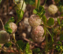 Trifolium bullatum Boiss. & Hausskn. resmi