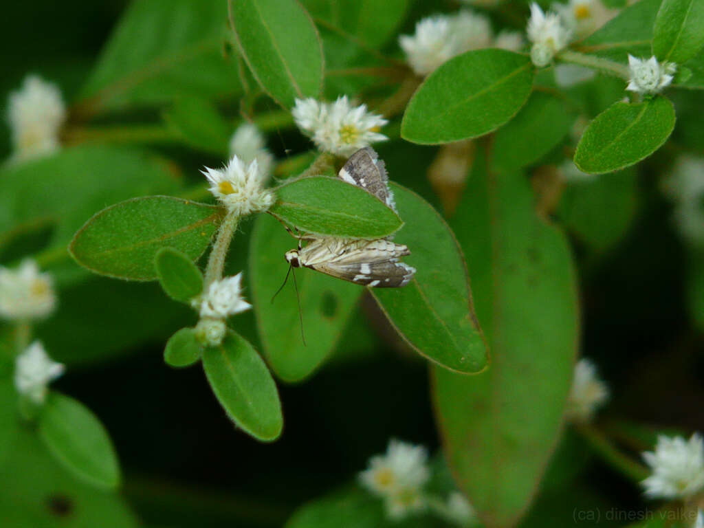 Image of Beet webworm moth