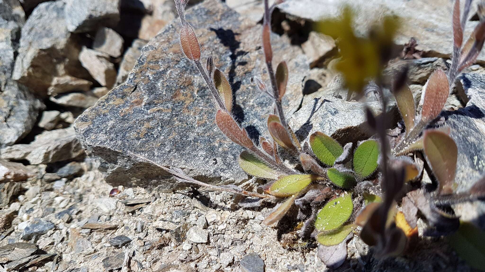 Image of Myosotis australis R. Br.