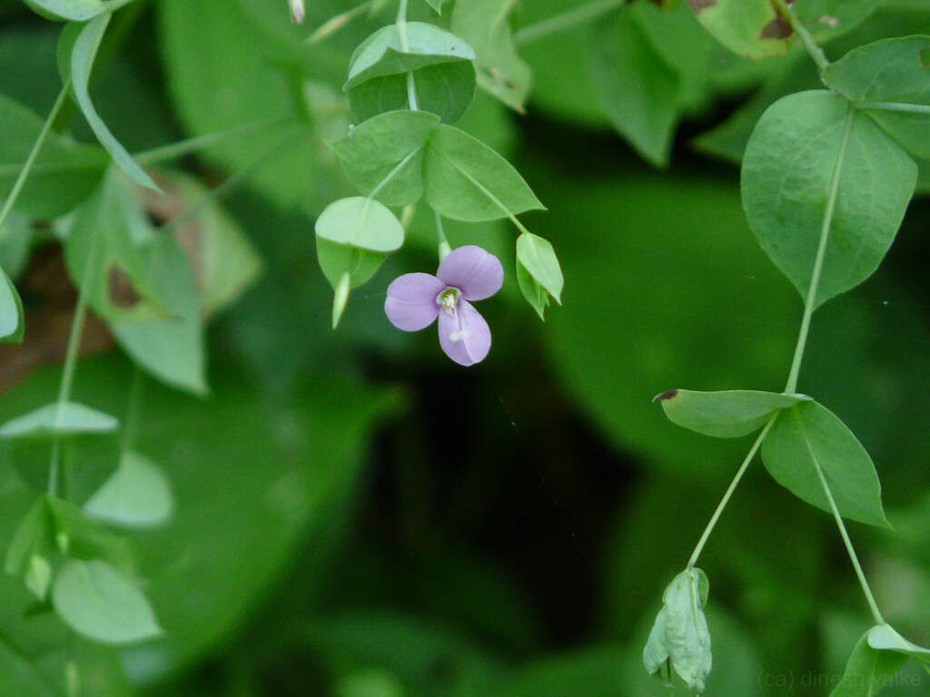 Image of Canscora diffusa (Vahl) R. Br. ex Roem. & Schult.