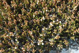 Image of white arctic mountain heather