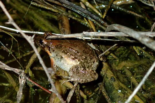 Image of Black Jungle-Frog