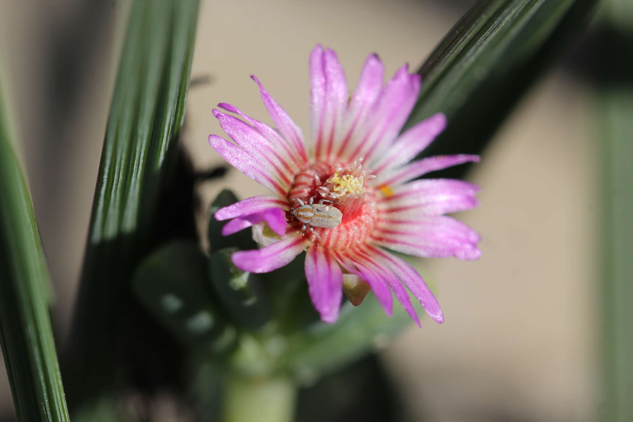 Image of Amphibolia laevis (Aiton) Hartmann