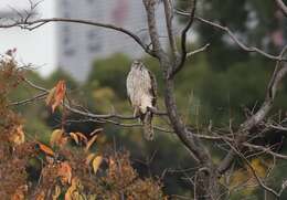 Image of Accipiter gentilis fujiyamae (Swann & Hartert 1923)