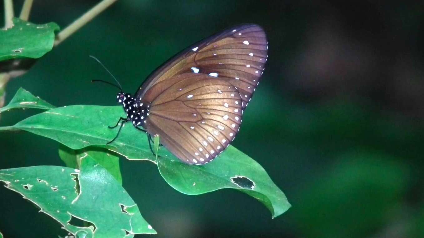 Image of Euploea midamus Linnaeus 1758