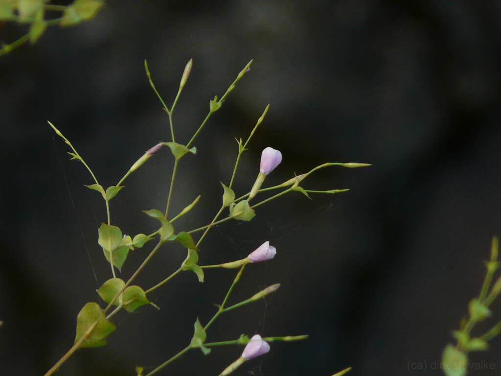 Image of Canscora diffusa (Vahl) R. Br. ex Roem. & Schult.