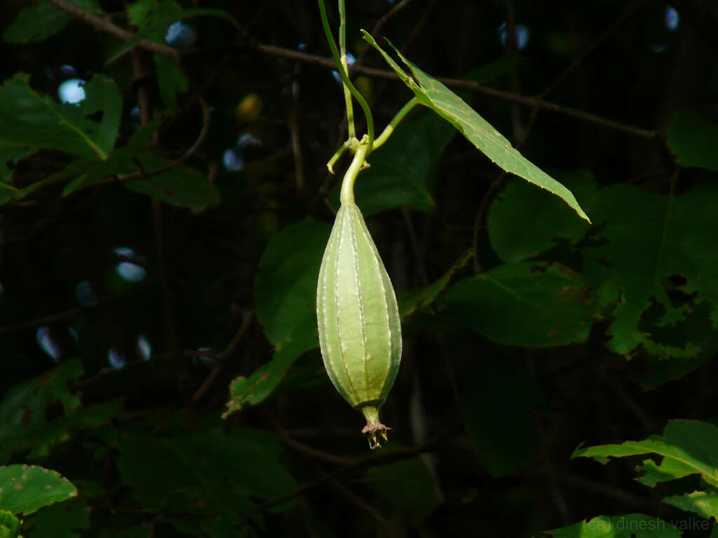 Image of sinkwa towelsponge