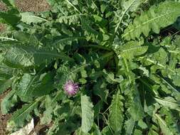 Image of Centaurea seridis L.