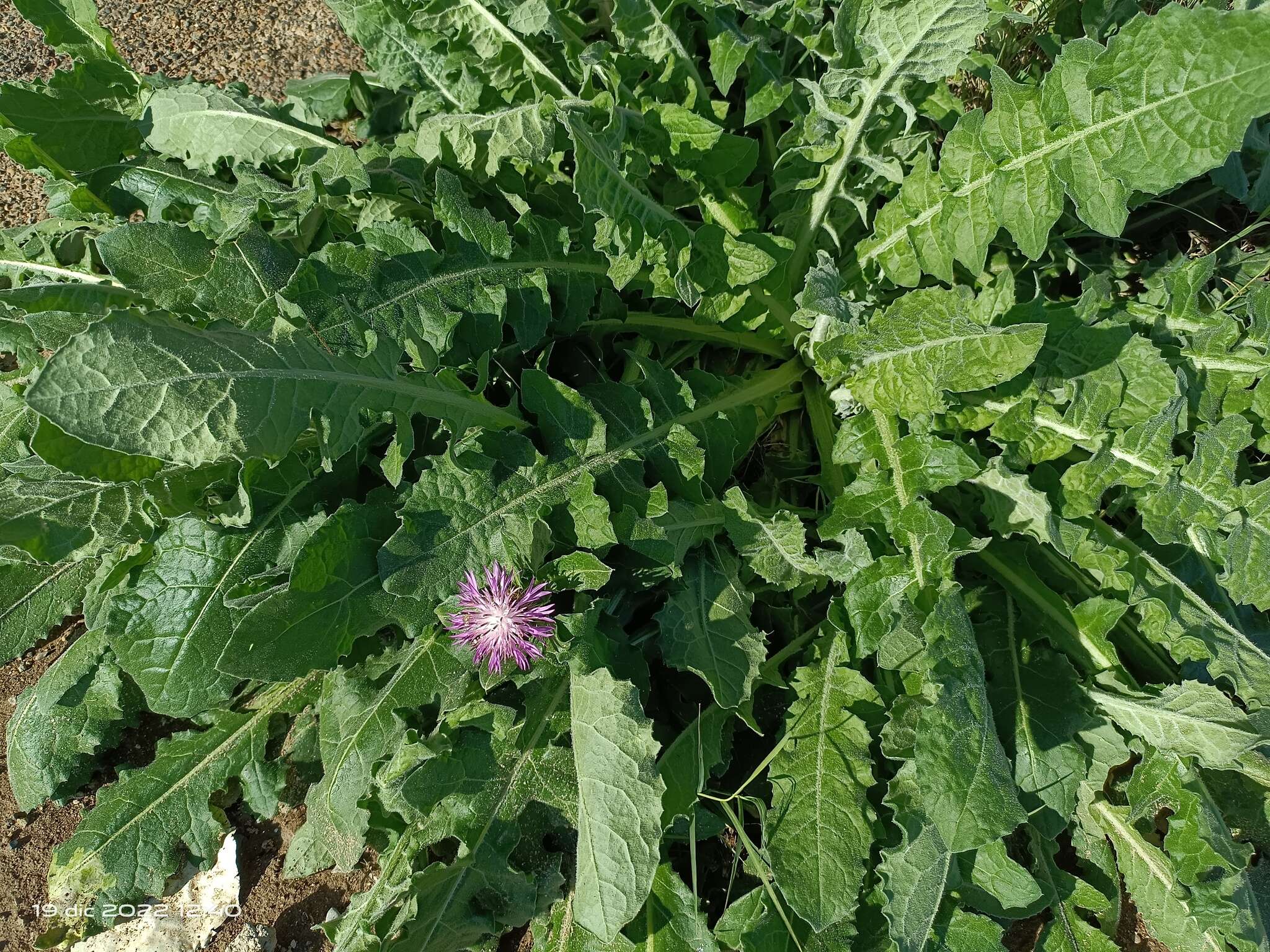 Image of Centaurea seridis L.