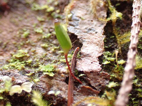 Image of Piper's buxbaumia moss