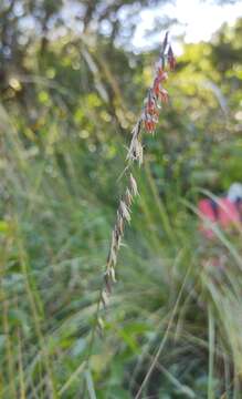 Imagem de Bouteloua curtipendula var. caespitosa Gould & Kapadia