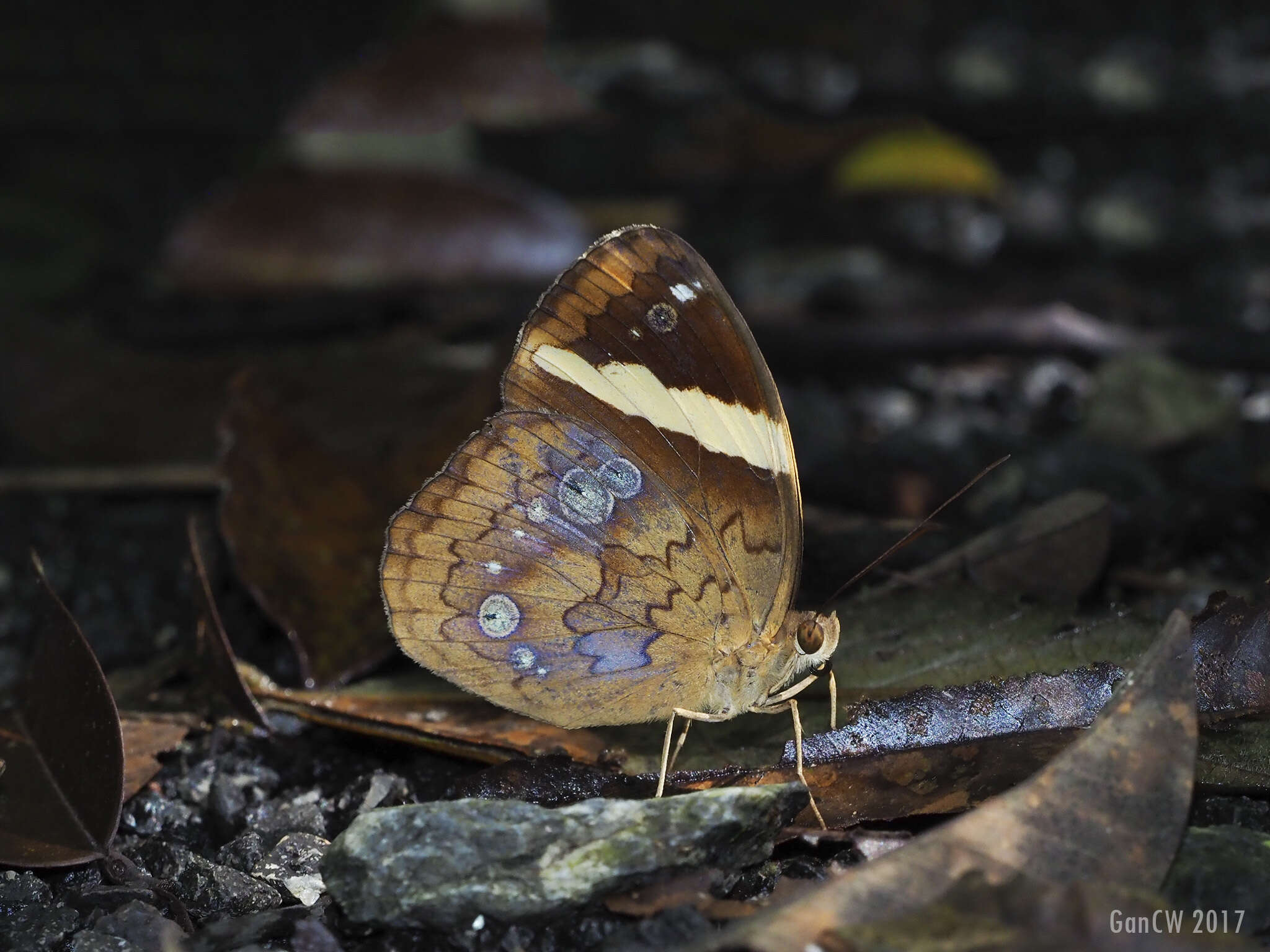 Image of Xanthotaenia