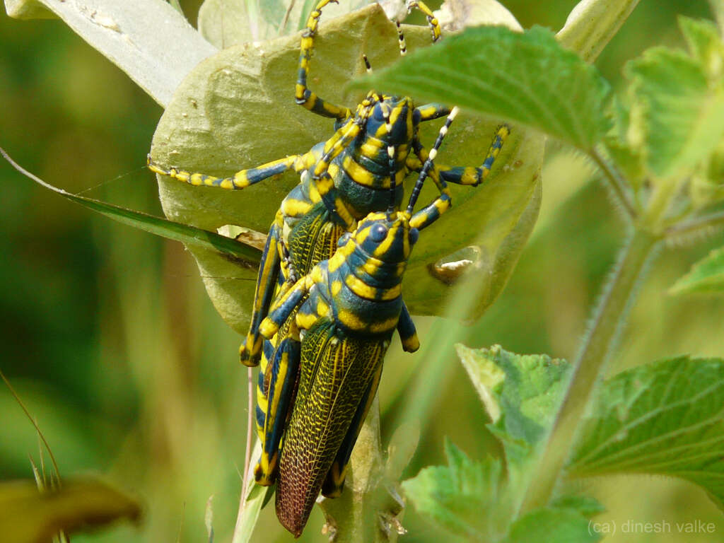 Plancia ëd Poekilocerus pictus (Fabricius 1775)