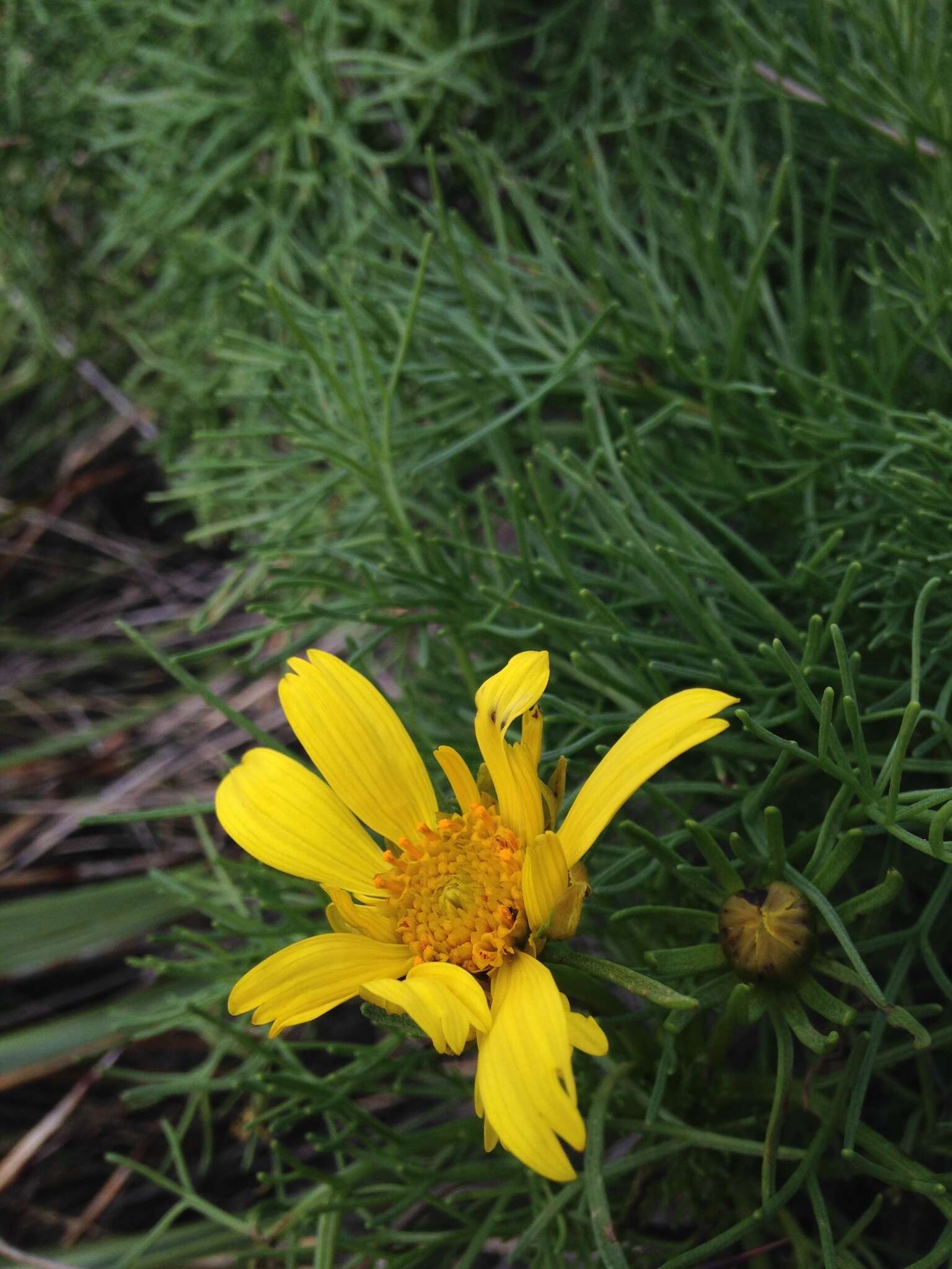 Image de Coreopsis gigantea (Kellogg) Hall