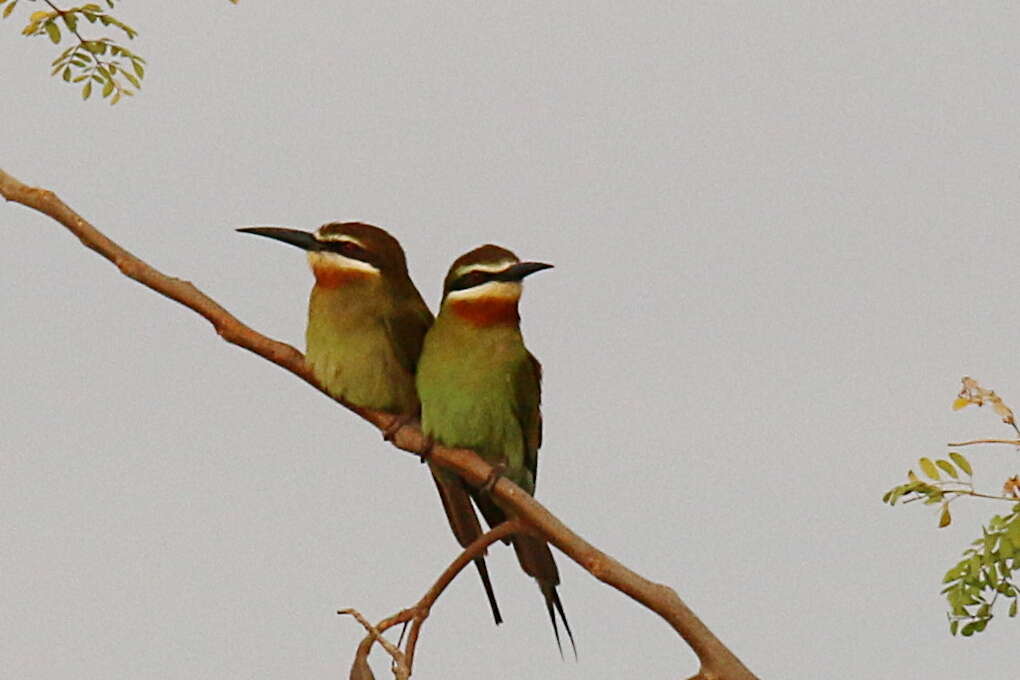 Image of Blue-cheeked Bee-eater