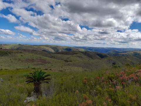 Image of Suurberg Cycad