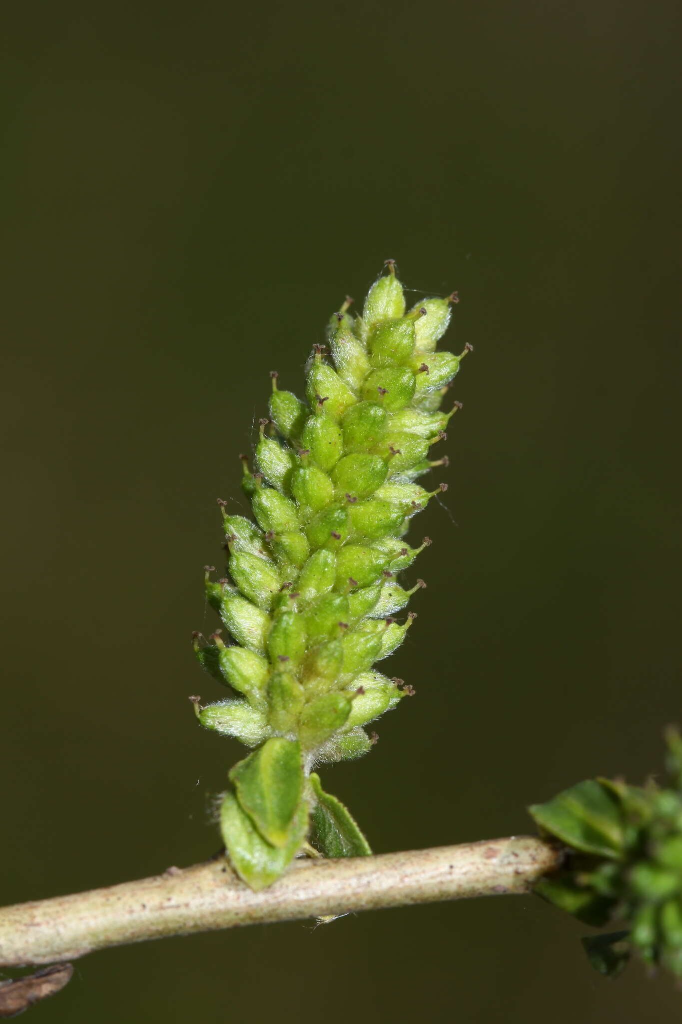 Image of Salix pierotii Miq.