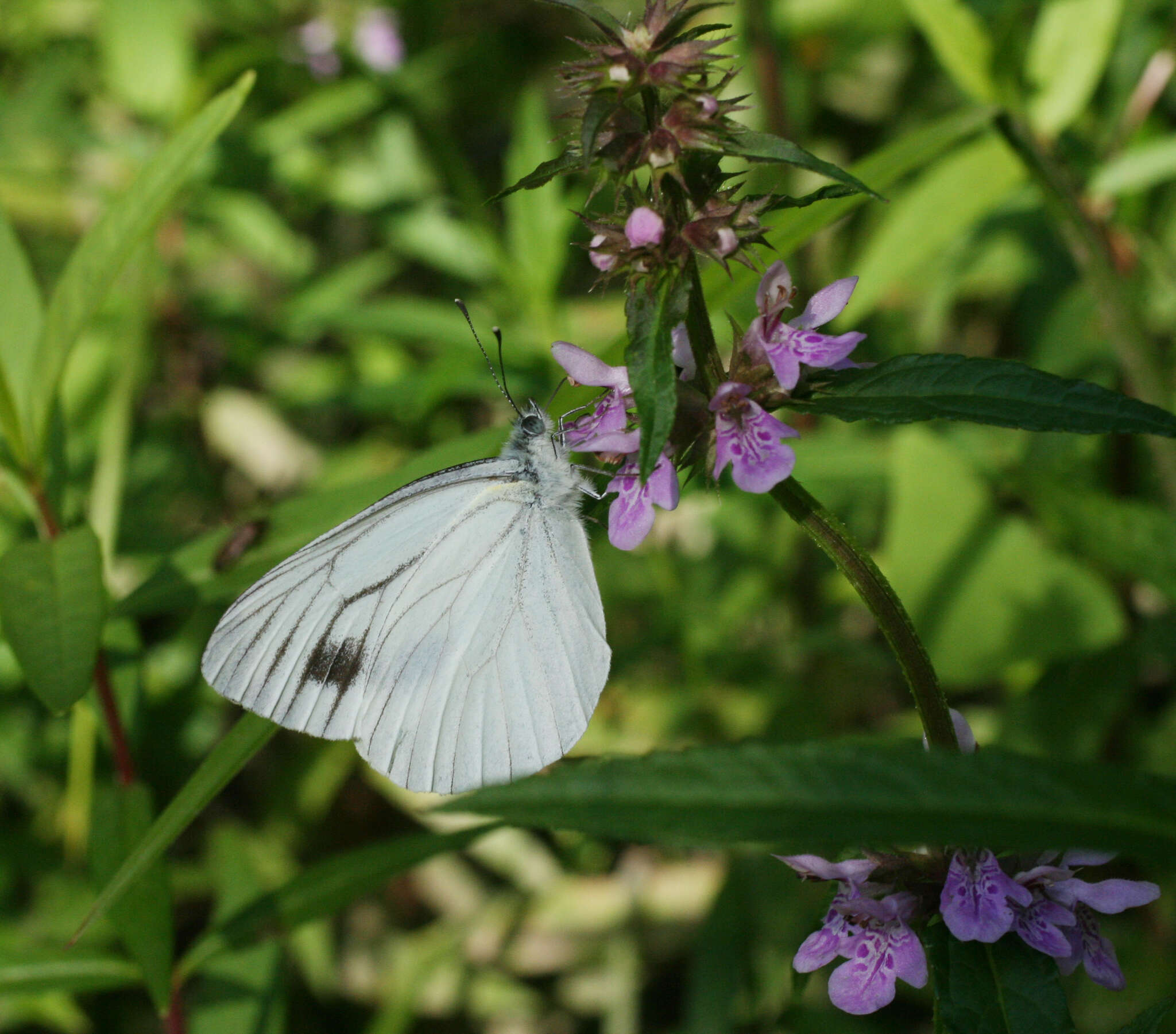 Image of Pieris dulcinea (Butler 1882)