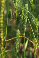 Plancia ëd Phleum subulatum (Savi) Asch. & Graebn.