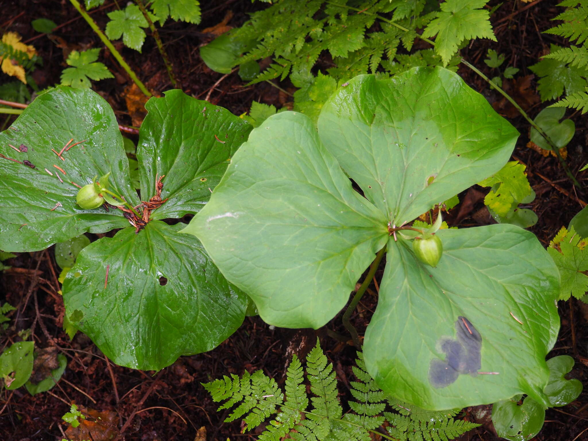 Image of Trillium camschatcense Ker Gawl.