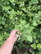 Image of Rubus praecox Bertol.