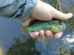 Image of Redbreast Sunfish