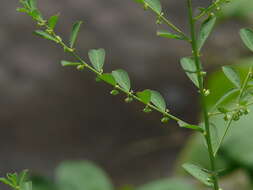 Image of Madras leaf-flower