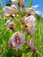 Image of Disa crassicornis Lindl.