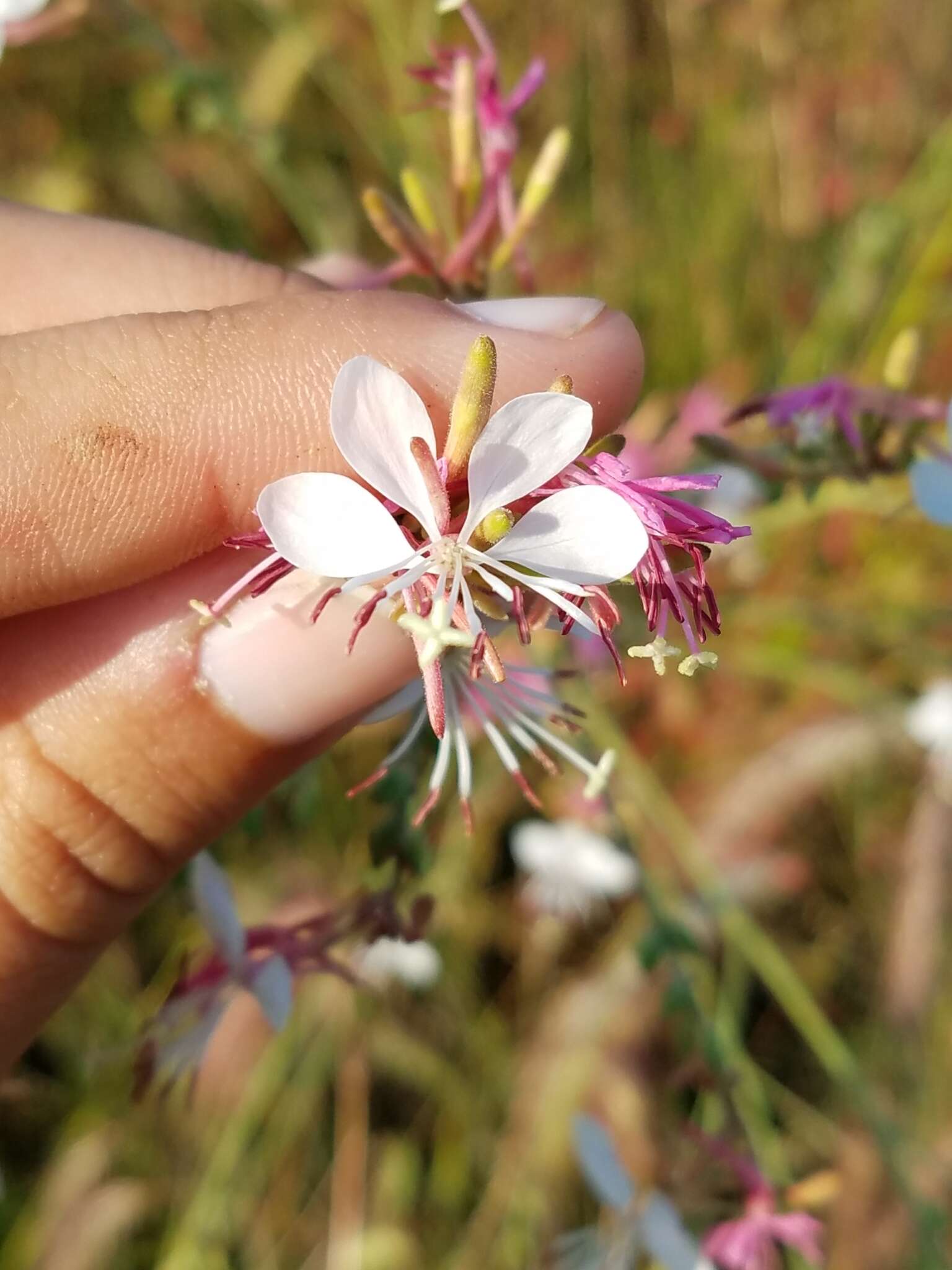 Imagem de Oenothera gaura W. L. Wagner & Hoch