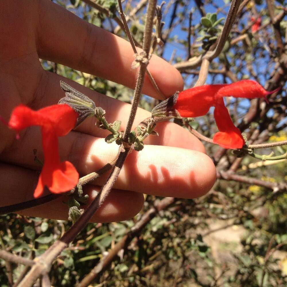 Imagem de Salvia fulgens Cav.