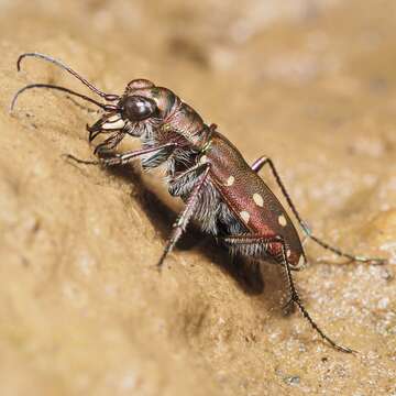 Image of Cicindela (Calomera) littoralis Fabricius 1787