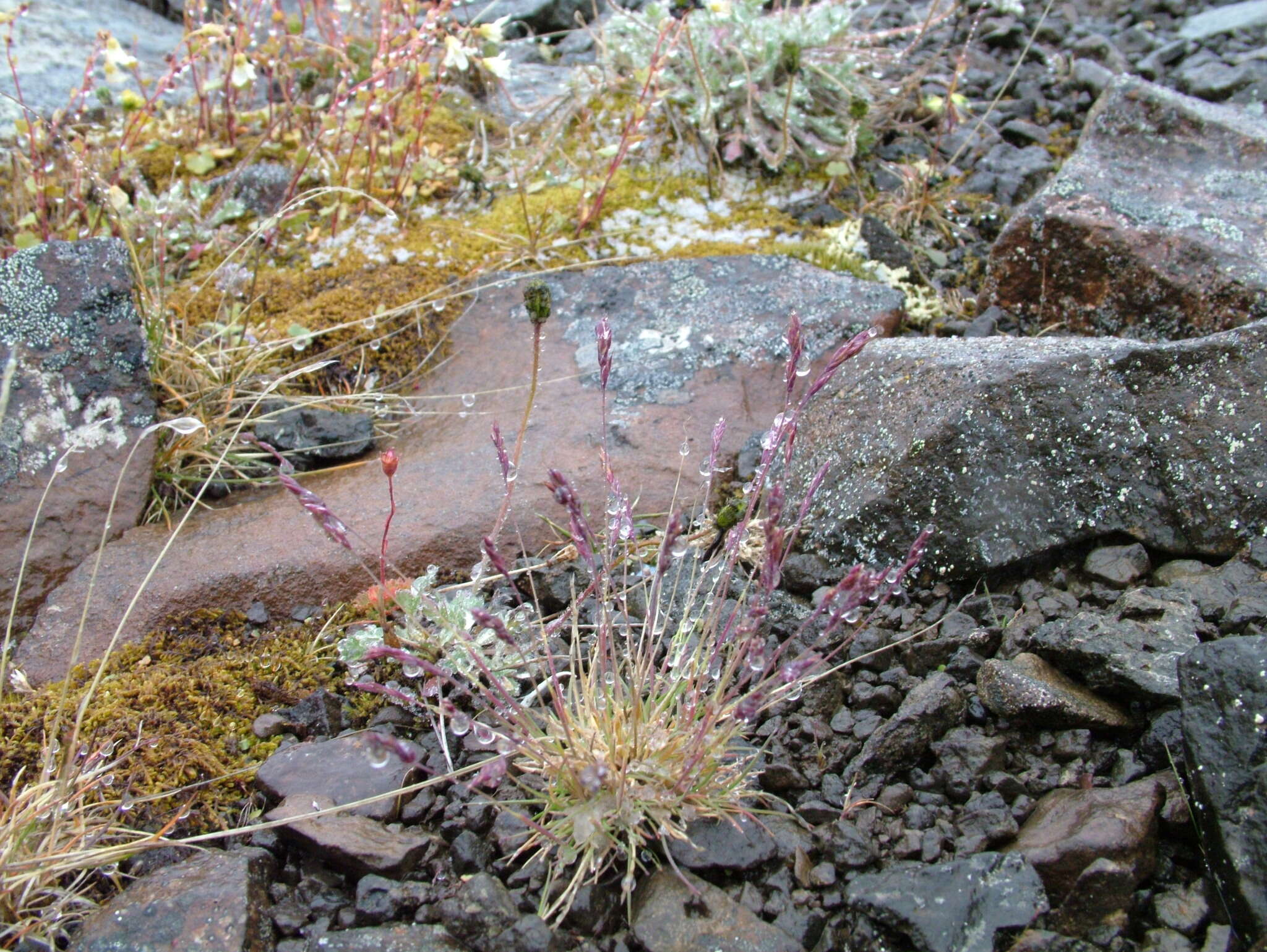 Image of boreal fescue