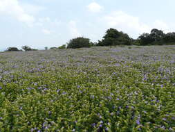 Image of Strobilanthes callosa Wall. ex Nees