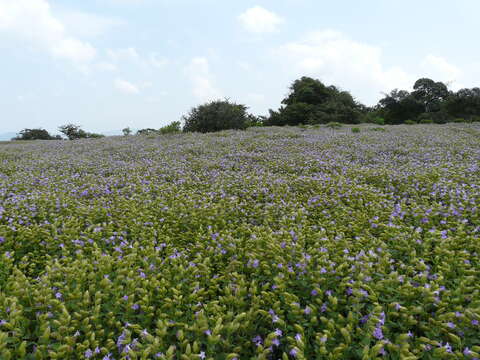 Imagem de Strobilanthes callosa Wall. ex Nees