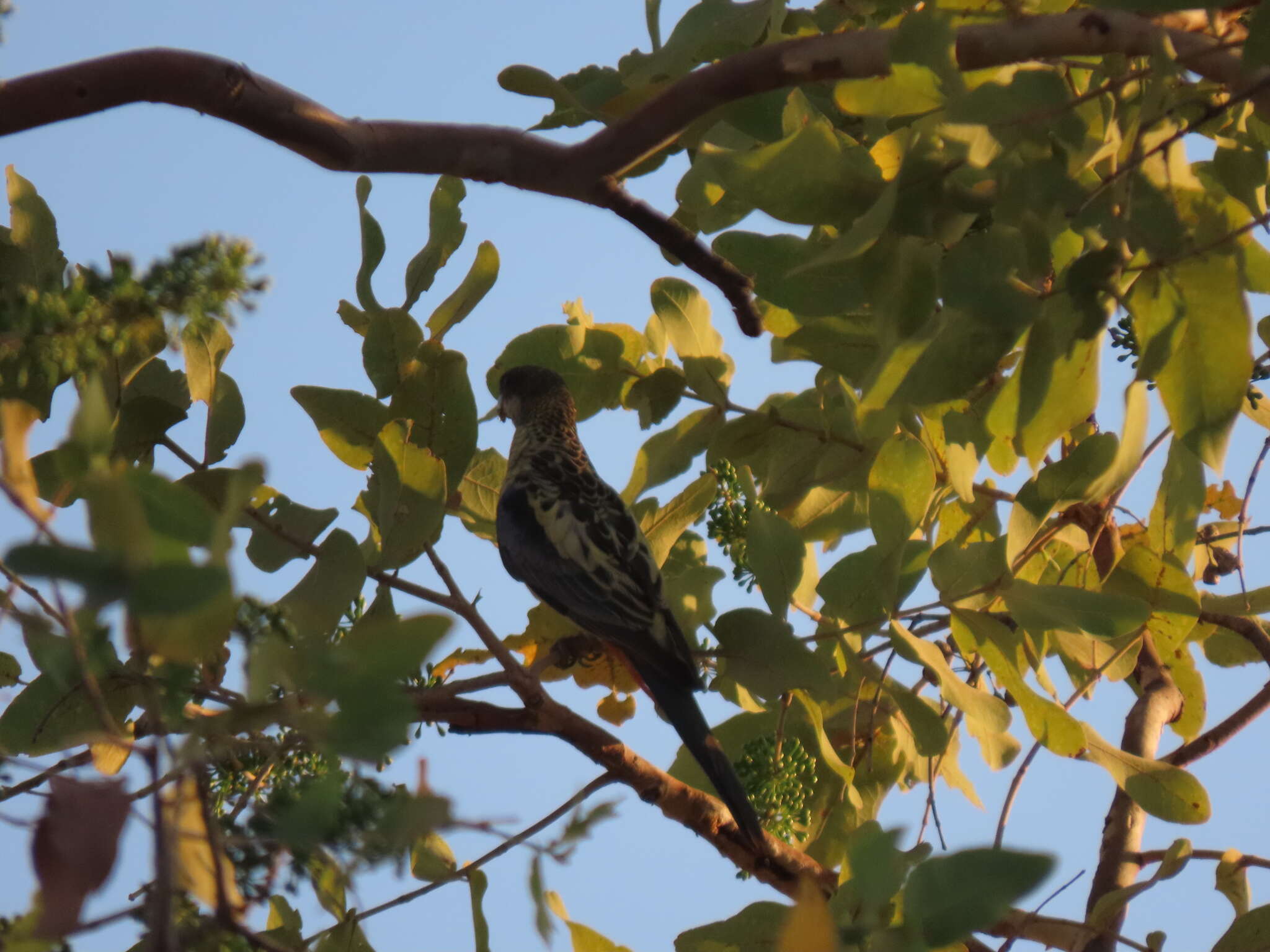 Image of Northern Rosella