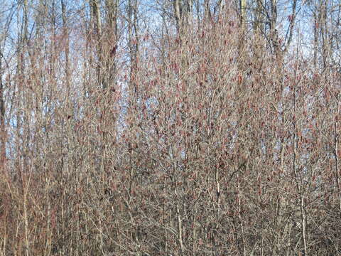 Imagem de Alnus incana subsp. rugosa (Du Roi) R. T. Clausen