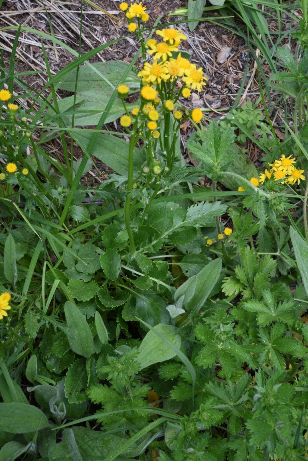 Image of Streambank Groundsel