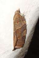 Image of Moth