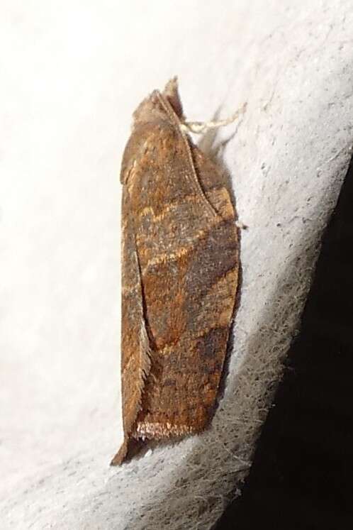 Image of Moth